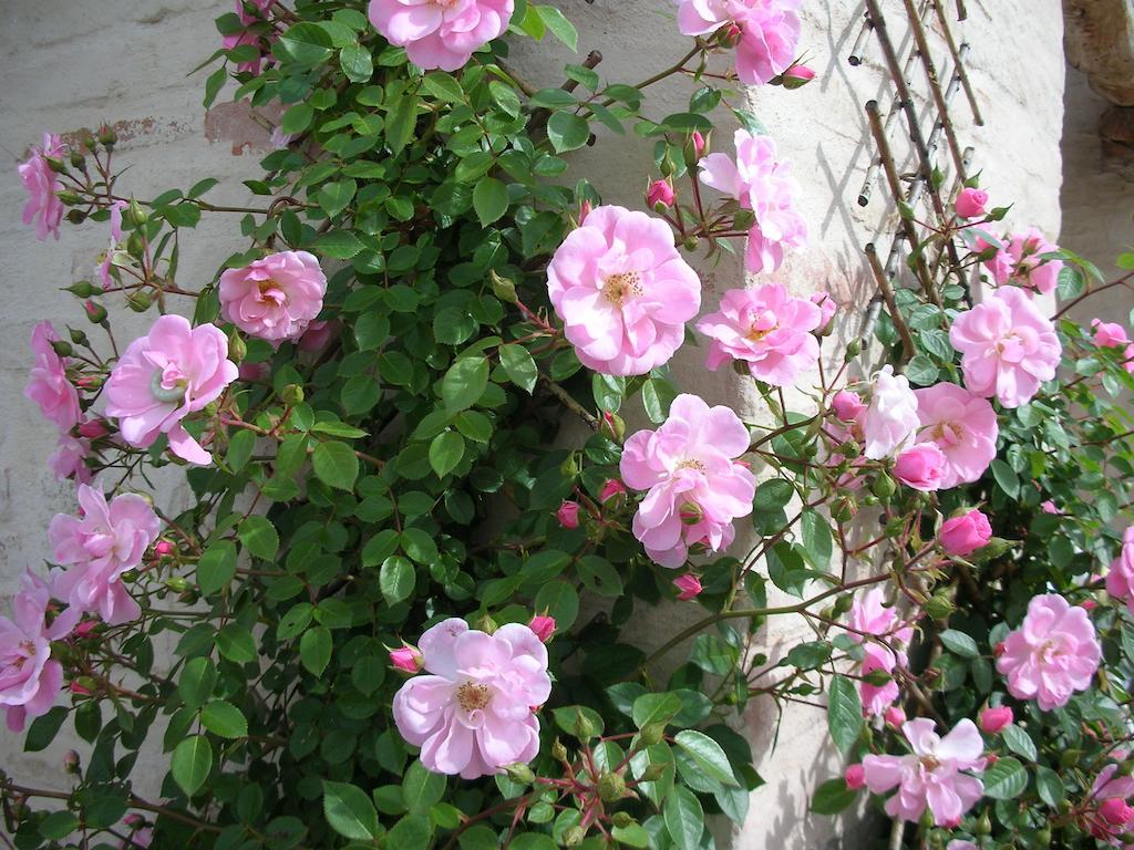 Poggio Dei Prugnoli Bed and Breakfast Tavoleto Buitenkant foto